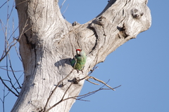 Barnardius zonarius barnardi