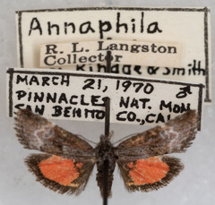 Annaphila evansi