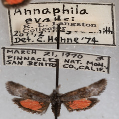 Annaphila evansi