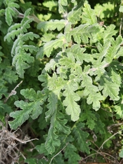 Phacelia ramosissima