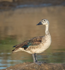 Sarkidiornis melanotos