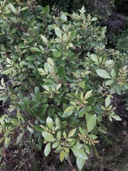 Pterophylla sylvicola