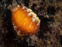 Goniobranchus collingwoodi