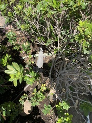 Ctenosaura pectinata