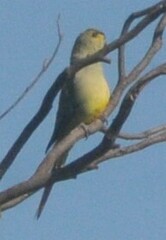 Neophema chrysostoma