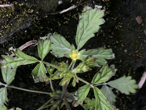 Potentilla heynii iNat (1)