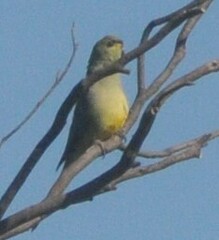 Neophema chrysostoma