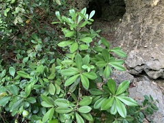 Ardisia