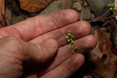 Callitriche muelleri