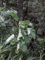 Entelea arborescens