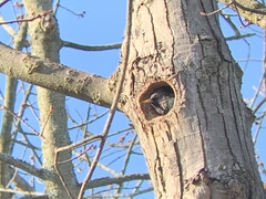 Sturnus vulgaris