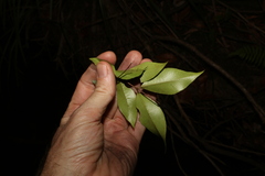 Backhousia myrtifolia