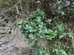 Ardisia