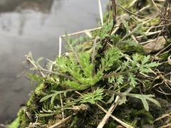 Cotula hemisphaerica