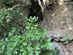 Ardisia