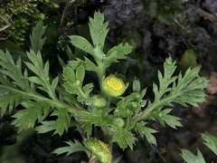 Cotula hemisphaerica