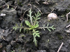 Cotula hemisphaerica