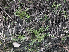 Cotula hemisphaerica