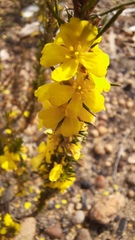 Hibbertia hemignosta