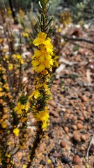 Hibbertia hemignosta
