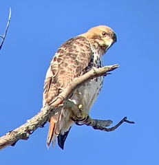 Buteo jamaicensis