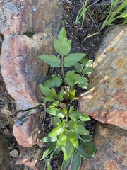 Tauschia arguta