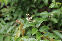 Rubus swinhoei