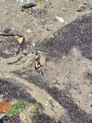 Grapsus albolineatus