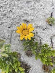 Gazania pectinata