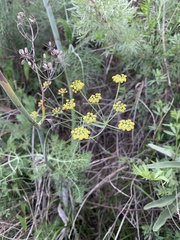 Foeniculum