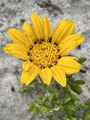 Gazania pectinata