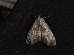 Enchesphora recurvalis