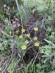 Foeniculum