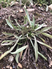 Plantaginaceae