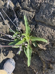 Helianthus gracilentus