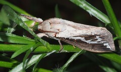 Abantiades labyrinthicus