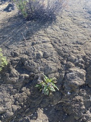 Helianthus gracilentus