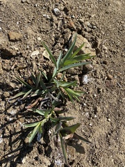 Penstemon centranthifolius