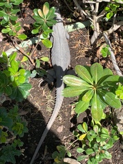 Ctenosaura pectinata