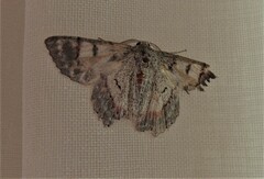 Crypsiphona ocultaria