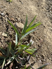 Penstemon centranthifolius