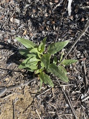 Helianthus gracilentus