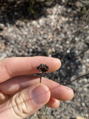 Helianthus gracilentus