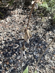 Helianthus gracilentus