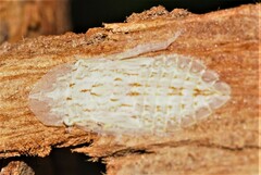 Ledromorpha