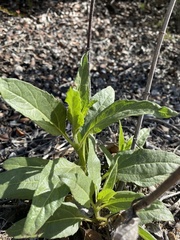 Helianthus gracilentus