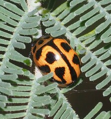 Peltoschema oceanicum