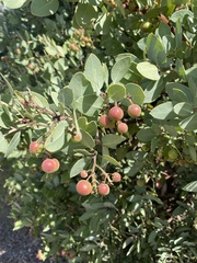 Arctostaphylos glauca