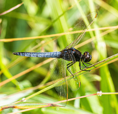Crocothemis nigrifrons