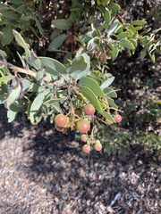 Arctostaphylos glauca